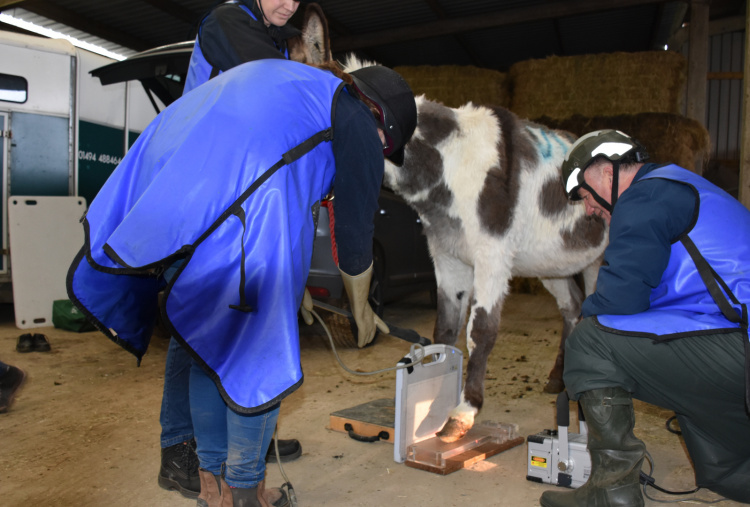 One of the Surrey rescue donkeys having a foot x-ray