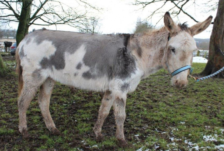 Patsy in the snow covered field on the day of rescue