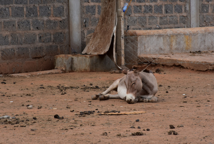 Donkey in inhumane surrounding at Kenyan slaughterhouse