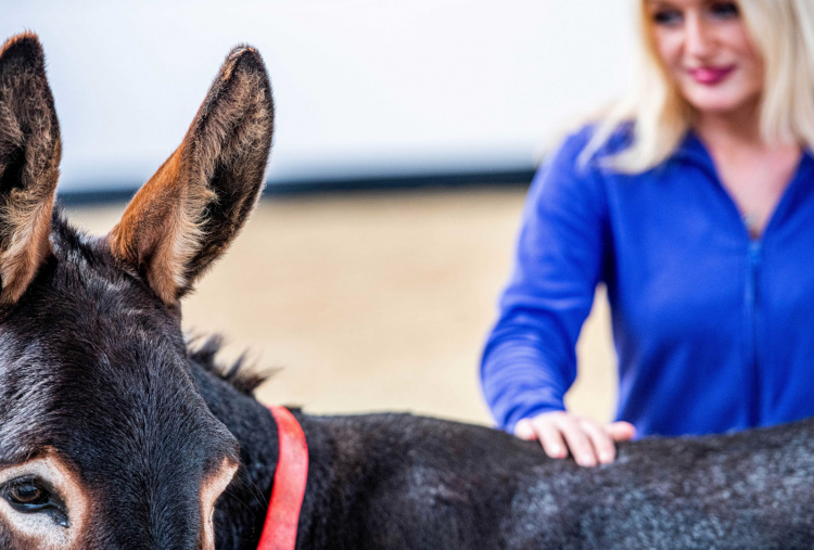 Helen Akay participating in Donkey Assisted Activity