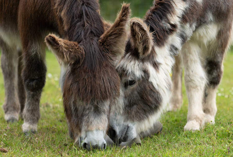 Adoption donkey Marko and his donkey friend browsing together