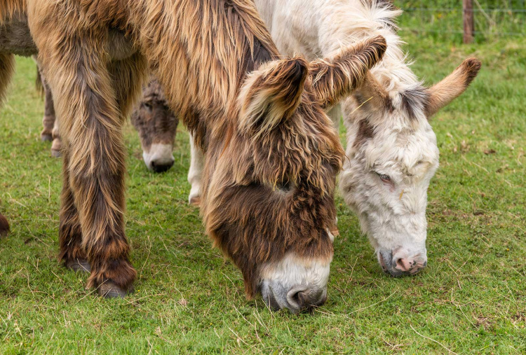 Adoption donkey Percy browsing the field with his friend