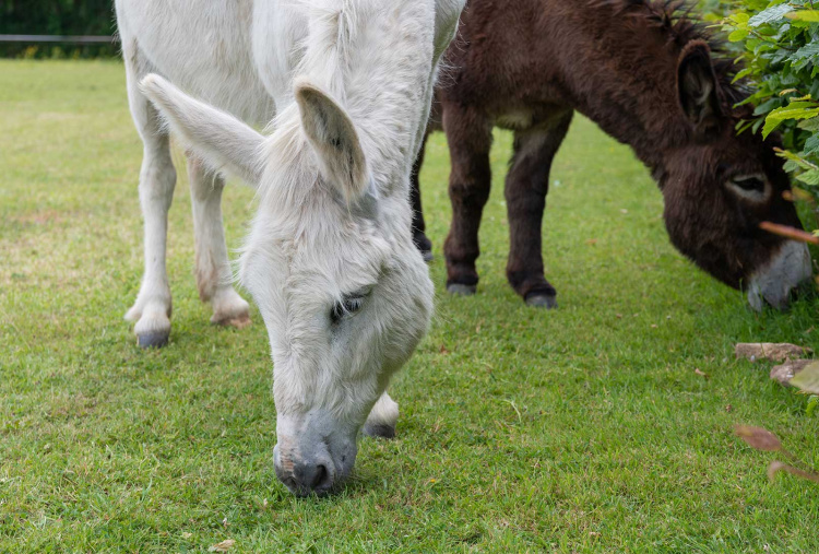 Adoption donkey Rickon browsing the field alongside his friend