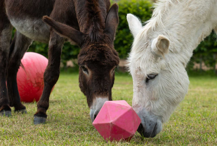 Adoption donkey Rickon participating in an enrichment activity alongside his friend