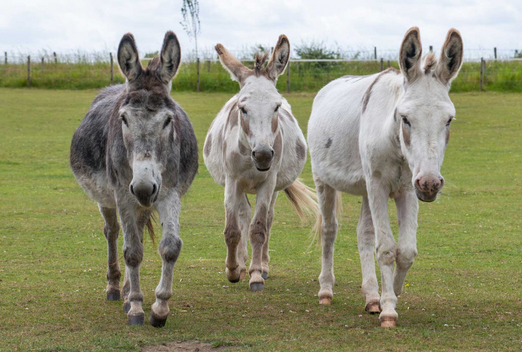 Adoption donkey Tat leading the herd at The Donkey Sanctuary Leeds