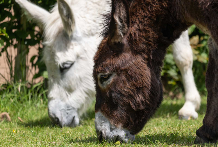 Adoption donkey Tornado and his friend browsing the field