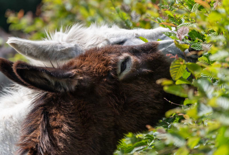 Adoption donkey Tornado browsing a hedgerow