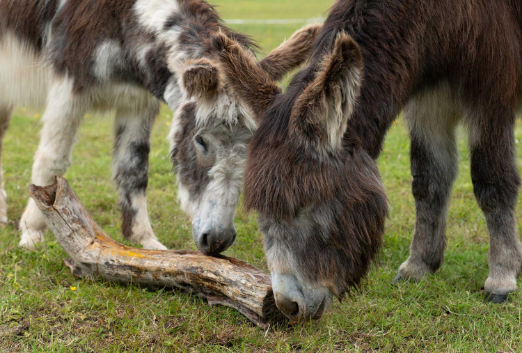 Marko investigating a log with his donkey friend