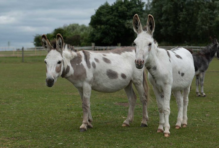 Theo in his field with his son David