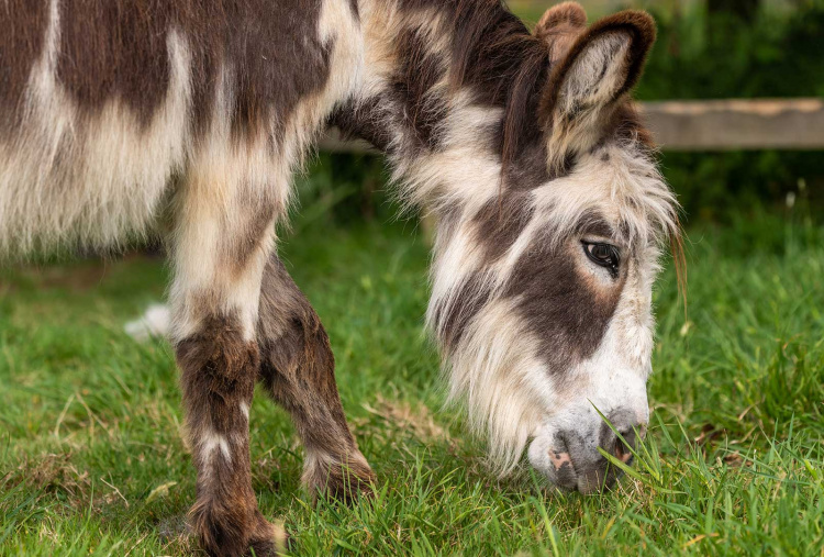 Drizzle browsing the field at The Donkey Sanctuary Sidmouth