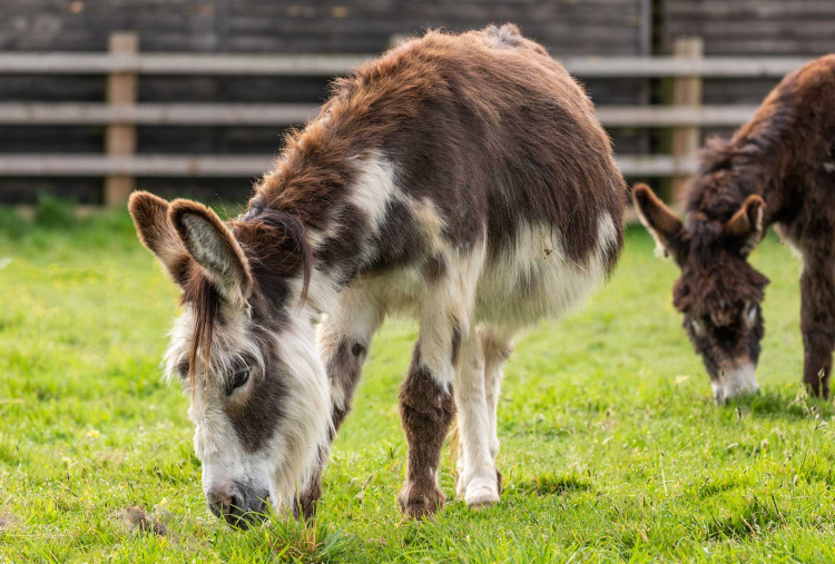 Drizzle with friend at The Donkey Sanctuary Sidmouth