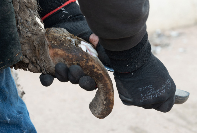 Farrier cutting overgrown hooves