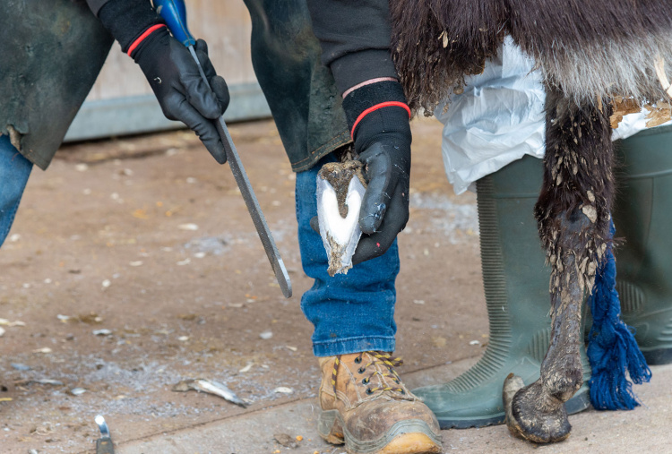 Farrier trimming hooves