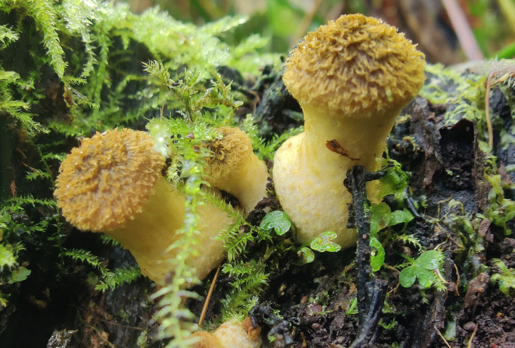 Honey fungus at The Donkey Sanctuary