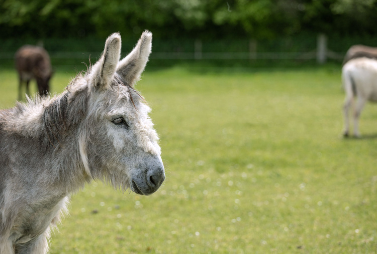 Adoption donkey Ashley at The Donkey Sanctuary Sidmouth