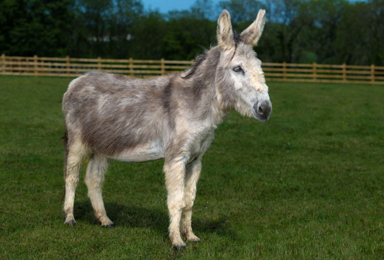 Adoption donkey Ashley at The Donkey Sanctuary Sidmouth