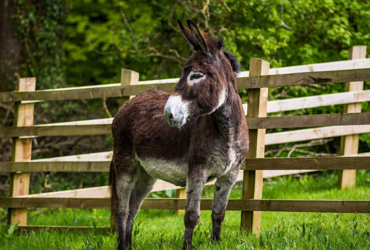 Adoption donkey Bonnie at The Donkey Sanctuary Sidmouth