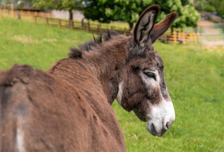 Adoption donkey Bonnie at The Donkey Sanctuary Sidmouth