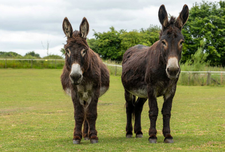  Adoption donkey Harbin at The Donkey Sanctuary Leeds