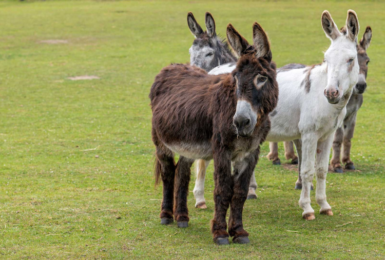  Adoption donkey Harbin at The Donkey Sanctuary Leeds