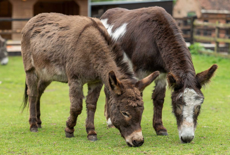 Adoption donkey Jimmy at The Donkey Sanctuary Birmingham