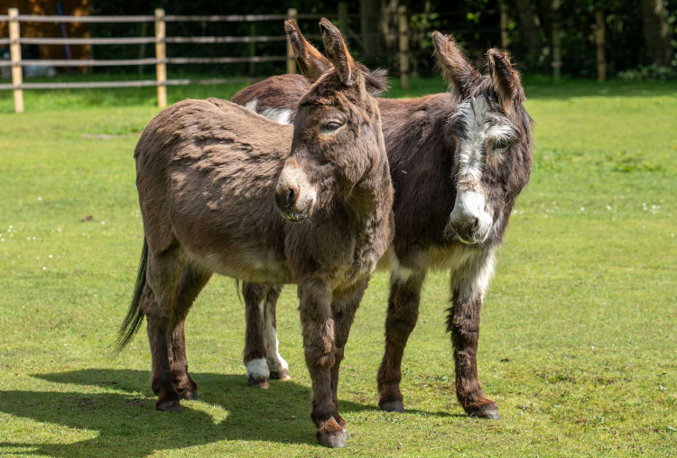 Adoption donkey Jimmy at The Donkey Sanctuary Birmingham