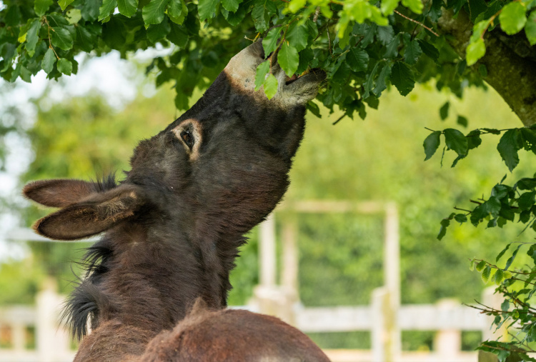 Adoption donkey Ruby at The Donkey Sanctuary Sidmouth