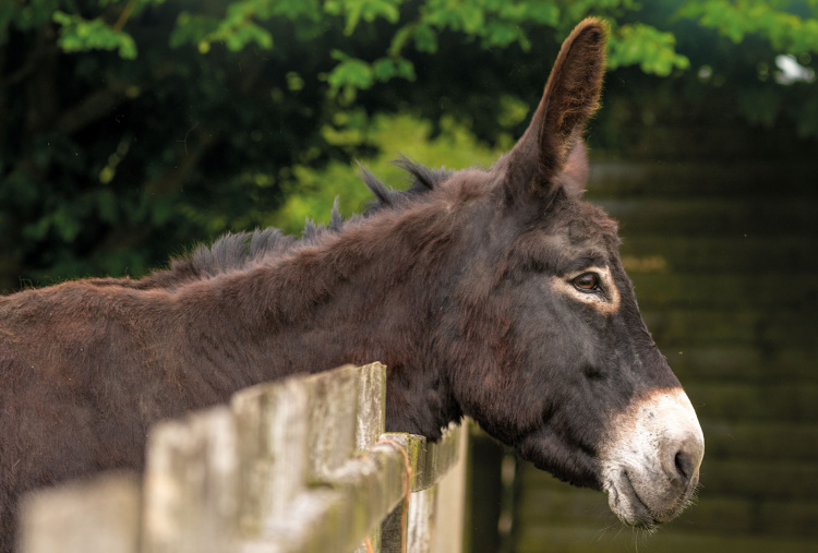 Adoption donkey Ruby at The Donkey Sanctuary Sidmouth