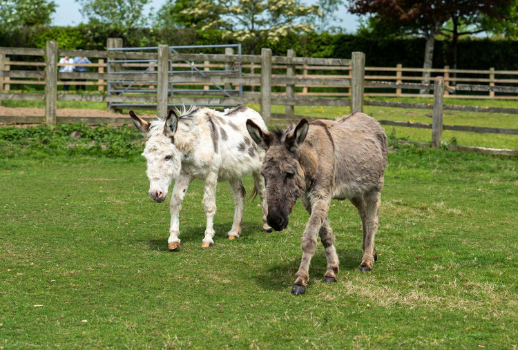 Adoption donkey Timothy at The Donkey Sanctuary Sidmouth