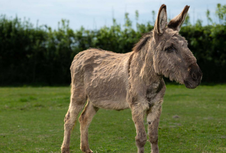 Adoption donkey Timothy at The Donkey Sanctuary Sidmouth