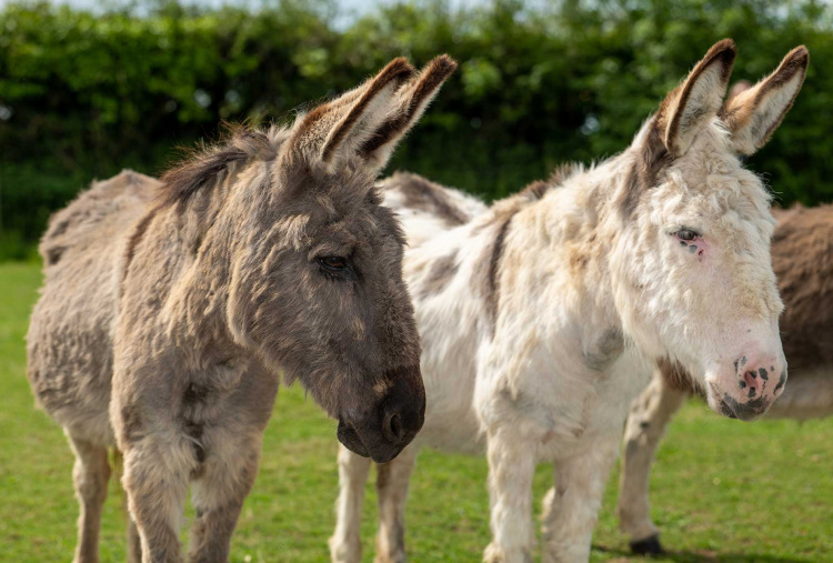 Adoption donkey Walter with fellow adoption donkey Timothy at The Donkey Sanctuary Sidmouth