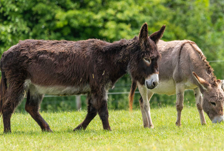 Adoption donkey Zena at The Donkey Sanctuary Sidmouth