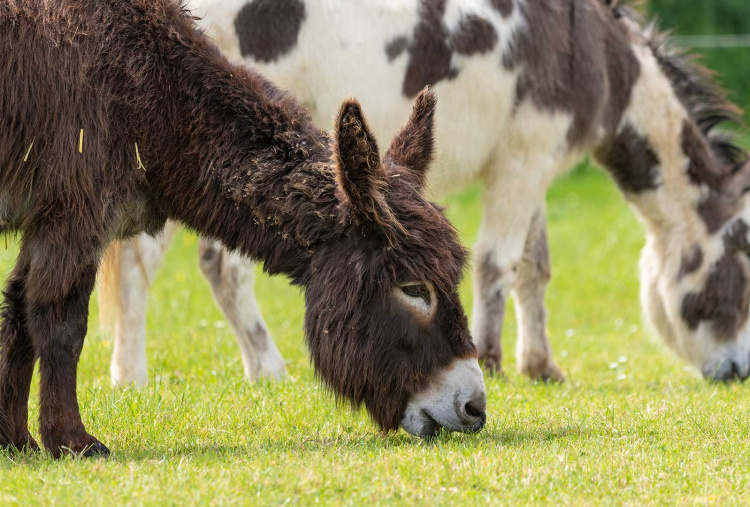 Adoption donkey Zena at The Donkey Sanctuary Sidmouth