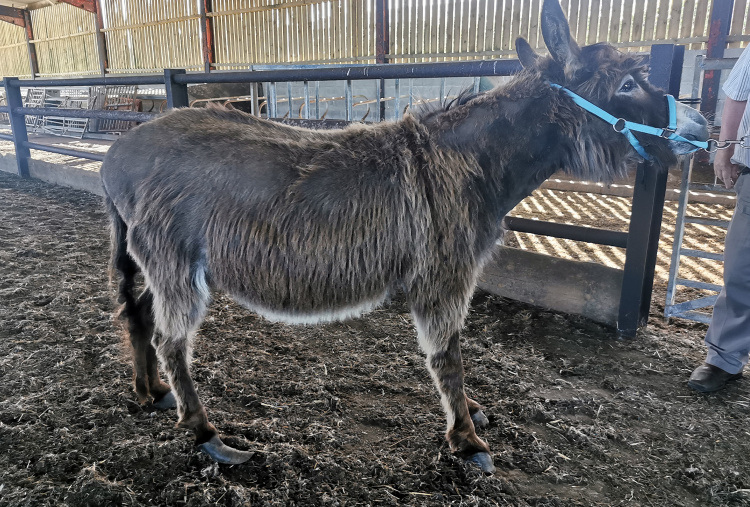 Anglesey rescue donkey Ocean