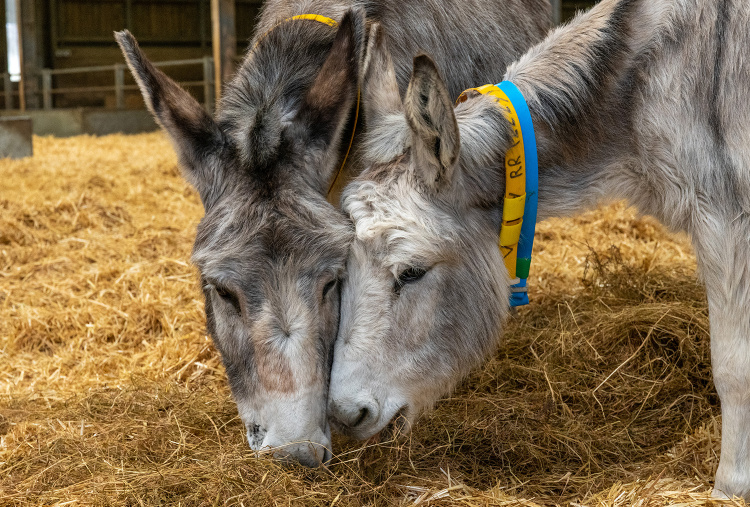 Anglesey rescue donkeys Isla and Valley