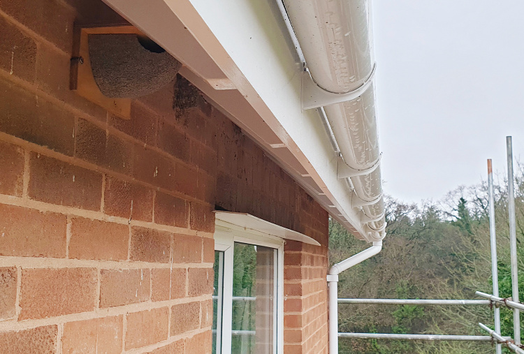 One of the new House martin nest boxes installed at The Donkey Sanctuary