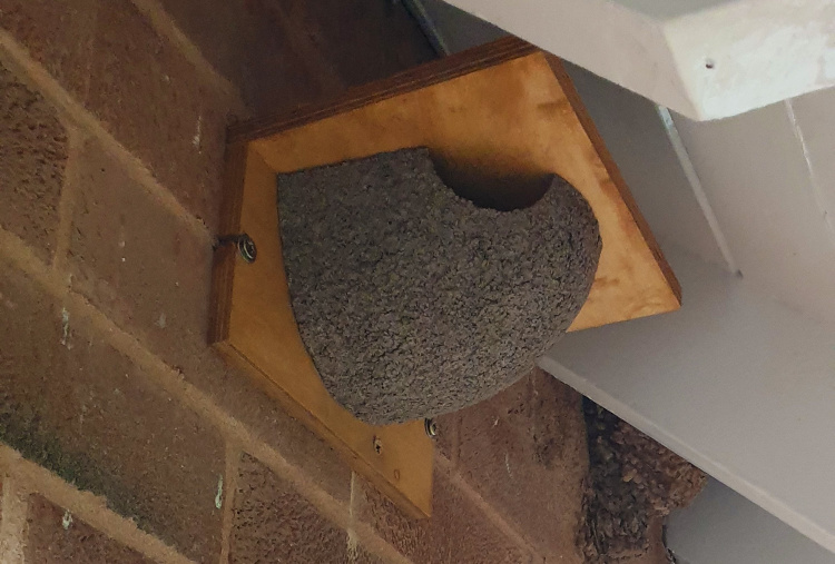 The Donkey Sanctuary's new artificial nest boxes at Woods farm.