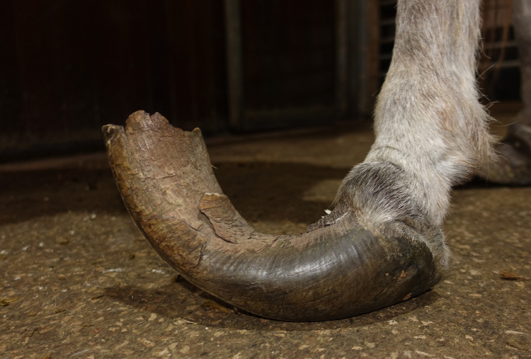 Rescue donkey Isla's overgrown hooves