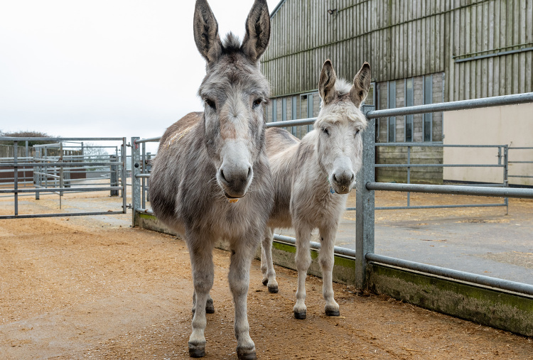 Donkeys Valley and Isla at Brook farm