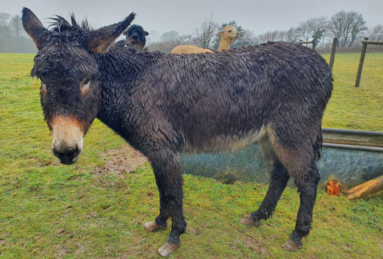 Rescue donkey Boo.