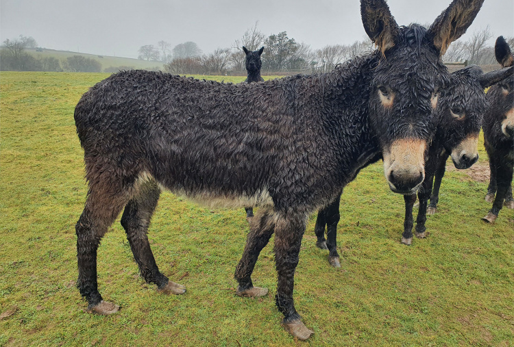 Rescue donkey Matilda.