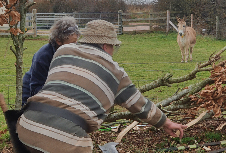 Volunteers helping with hedge laying.