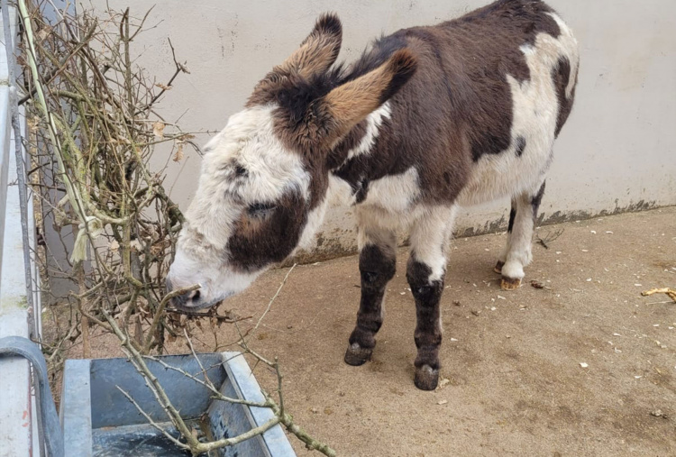 Donkey eating left overs from hedge laying.