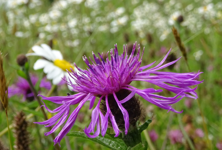 Flowers growing on The Donkey Sanctuary.