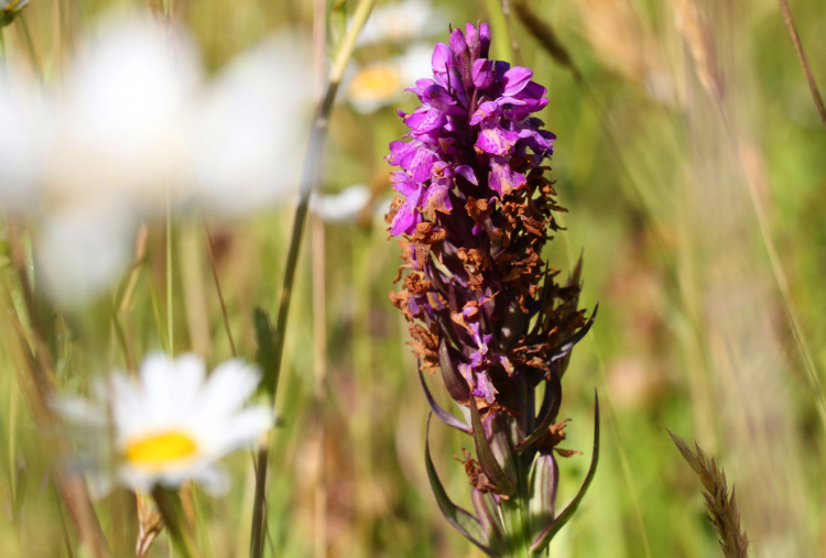 Wild flowers growing at The Donkey Sanctuary.