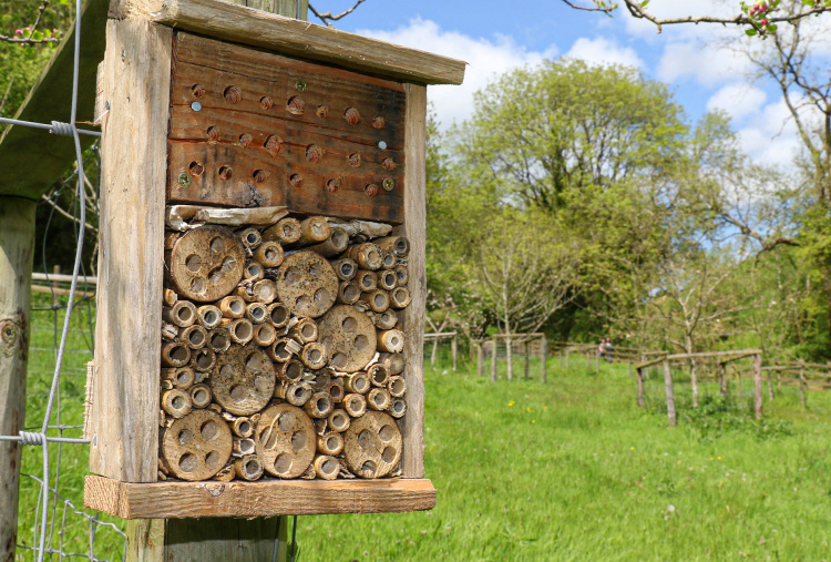 A bee hotel at The Donkey Sanctuary Sidmouth.