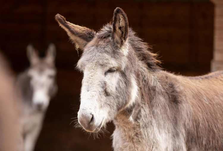 Adoption donkey Jasper at The Donkey Sanctuary Birmingham, with a friend in the background