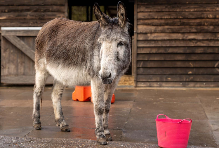 Adoption donkey Jasper taking part in an enrichment activity at The Donkey Sanctuary Birmingham