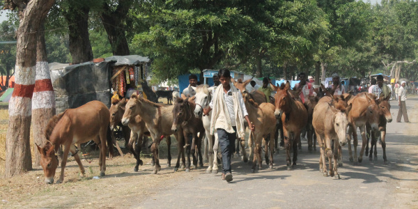 Animals at Barabanki Equine Fair