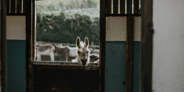 Donkey looking over a door